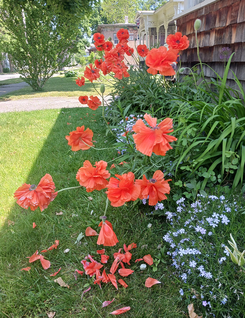 orange-red poppies growing in foundation bed