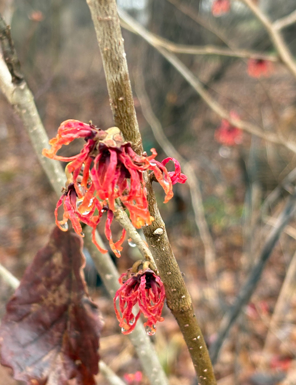 bright pink and orange witch hazel flowers