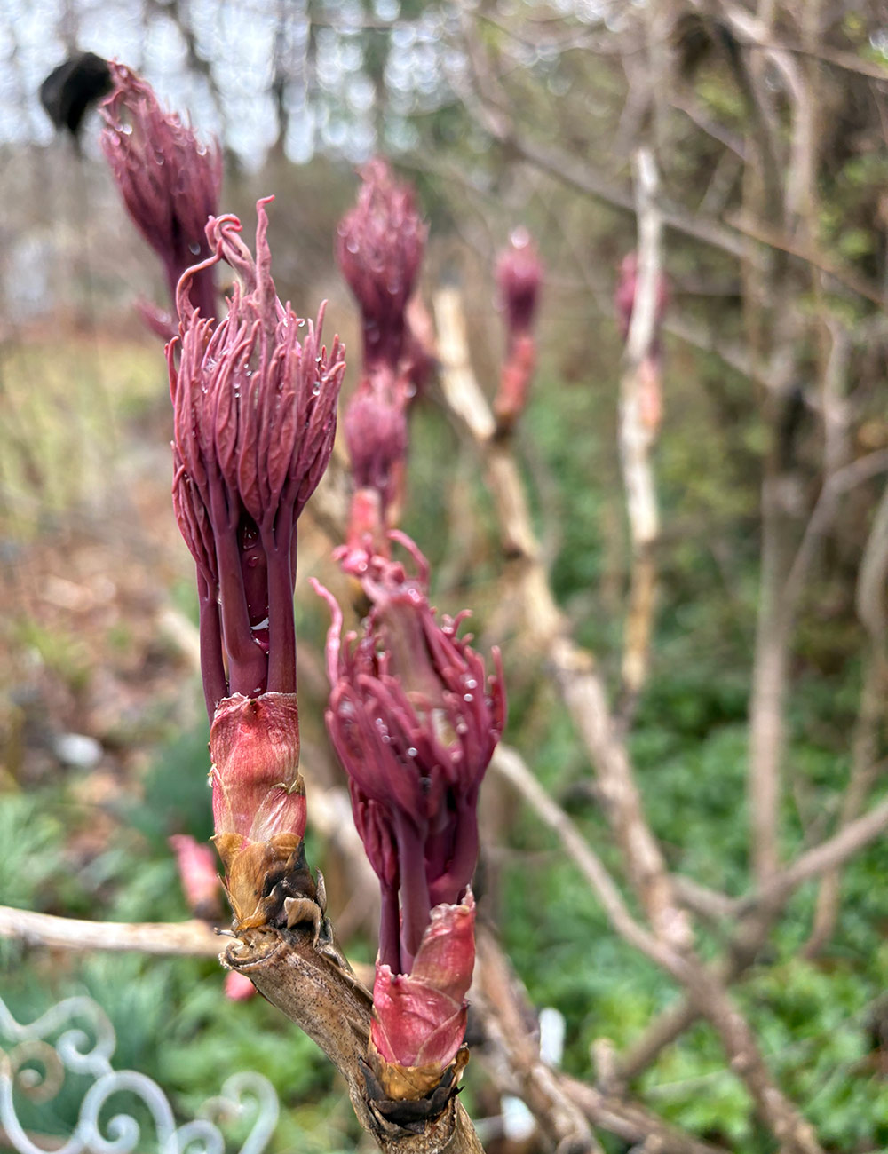 peony shoots