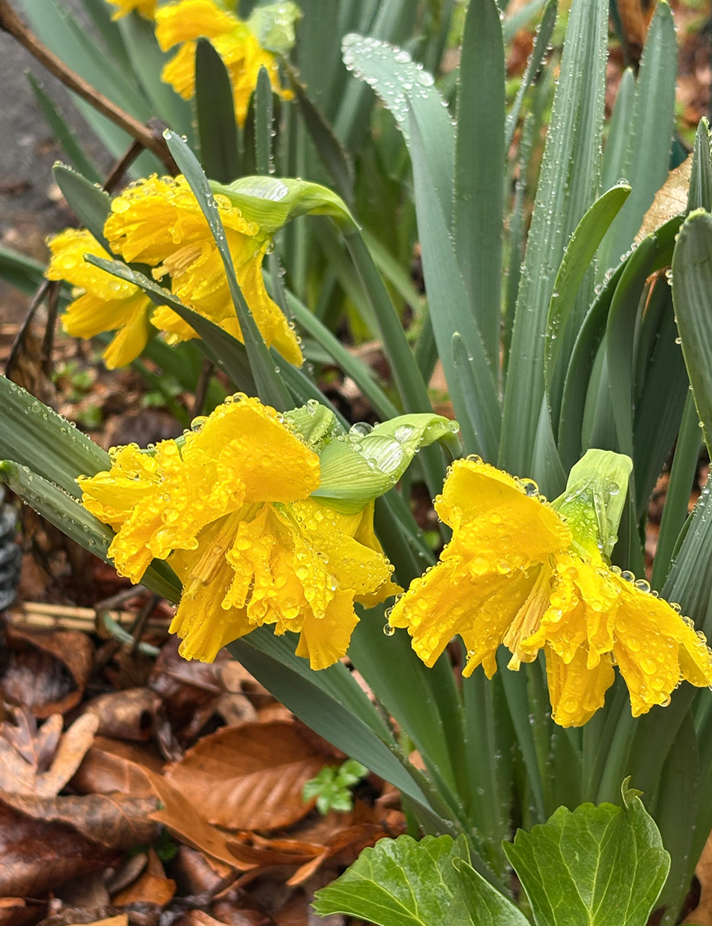 bright yellow split-corona daffodil