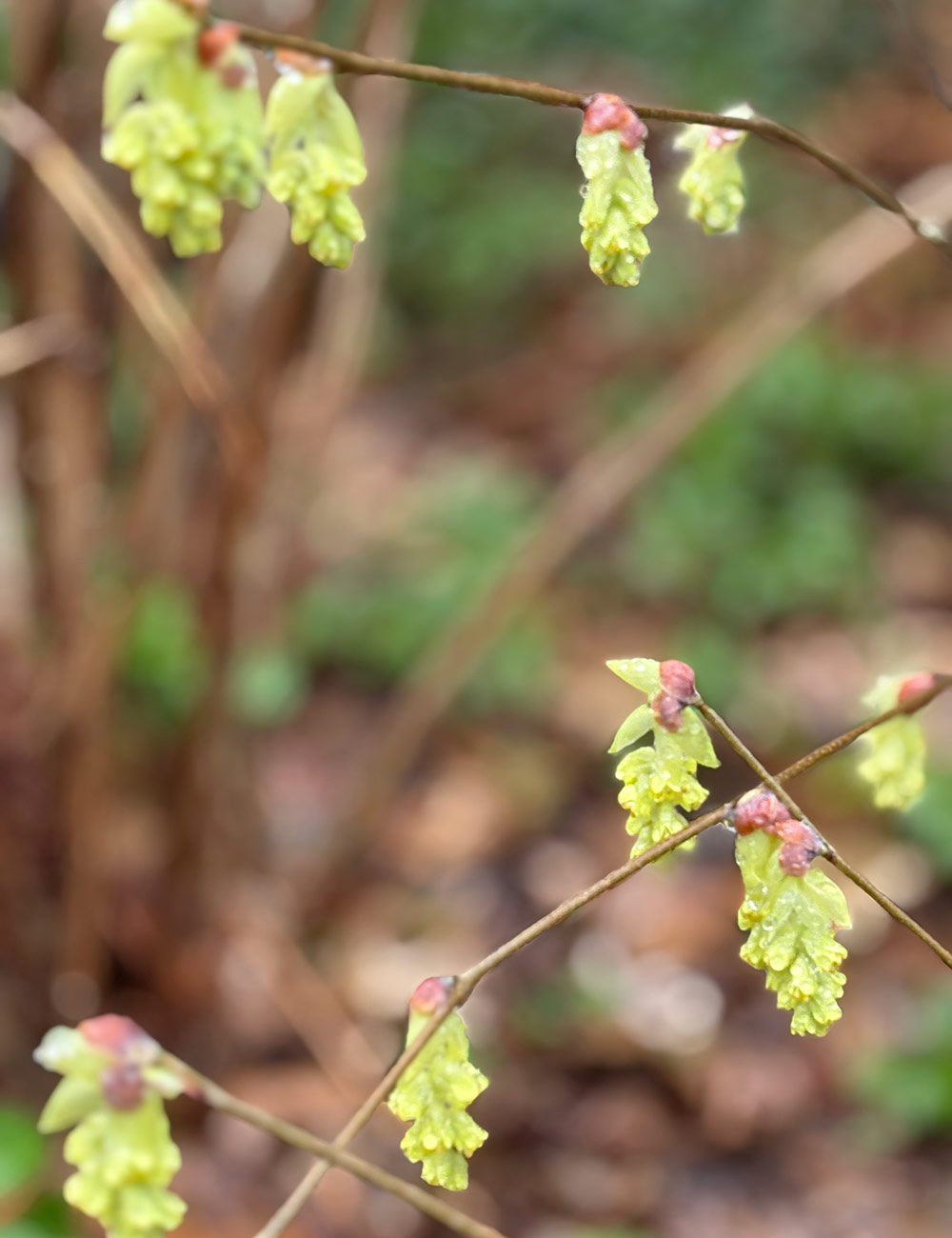 buttercup witch hazel