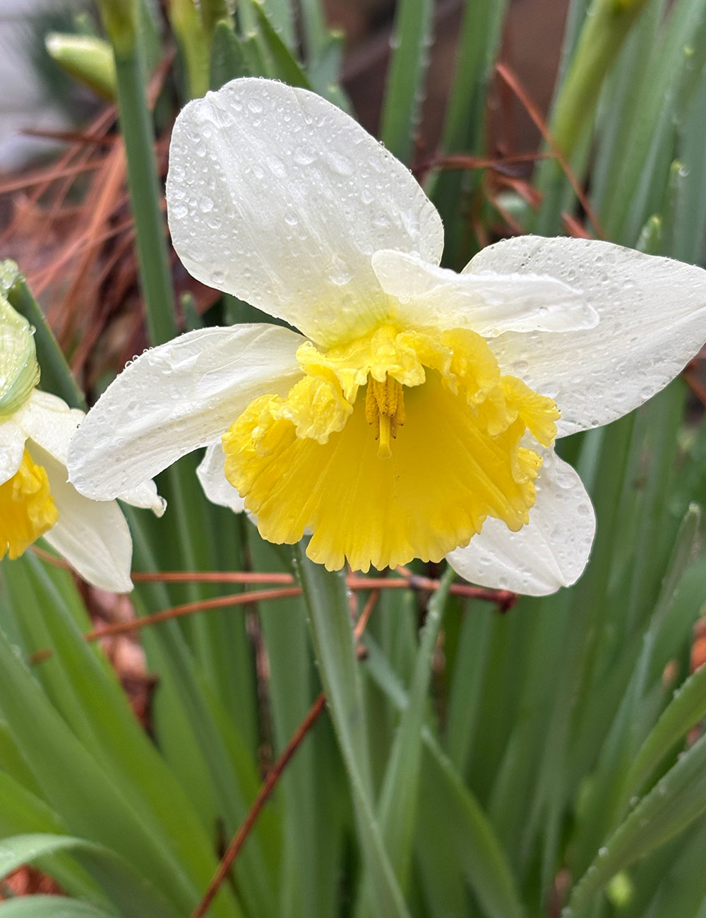 white daffodil with yellow corona