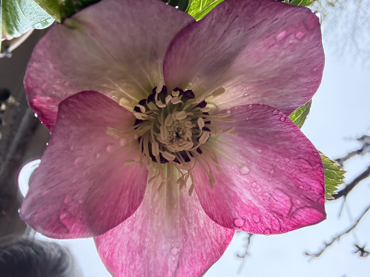 pink hellebore