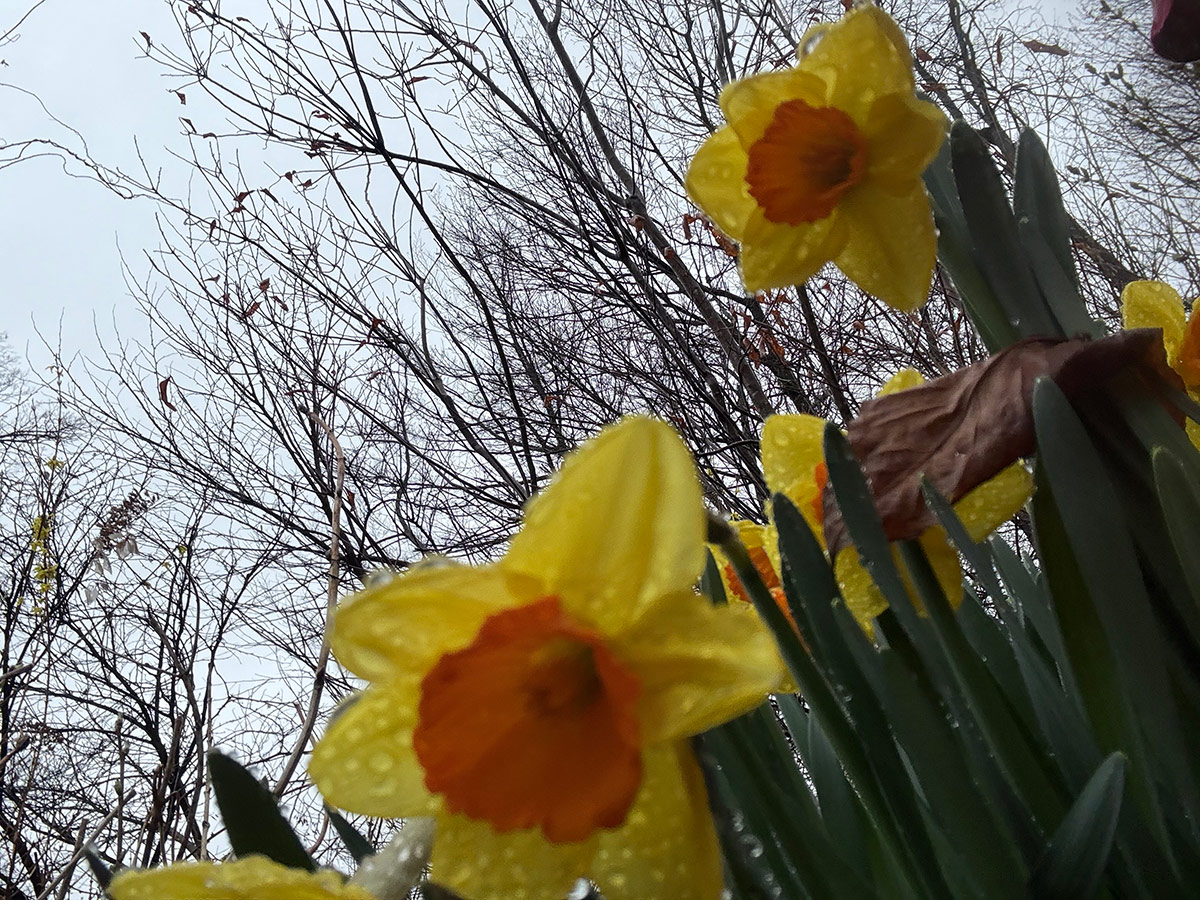 daffodils with bare trees in background