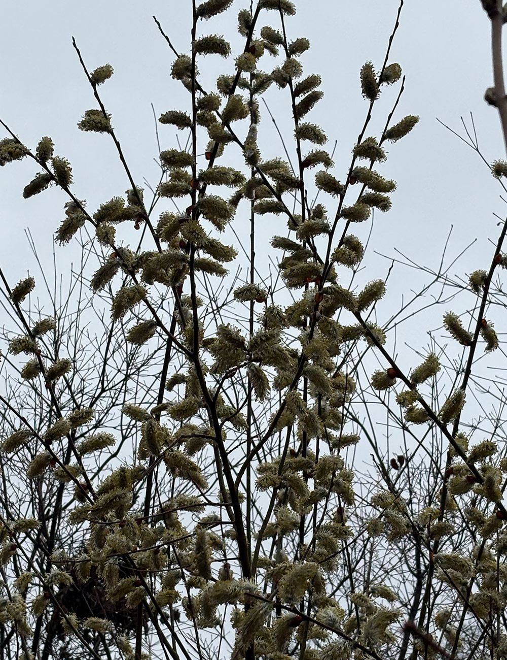 Chinese pussy willow
