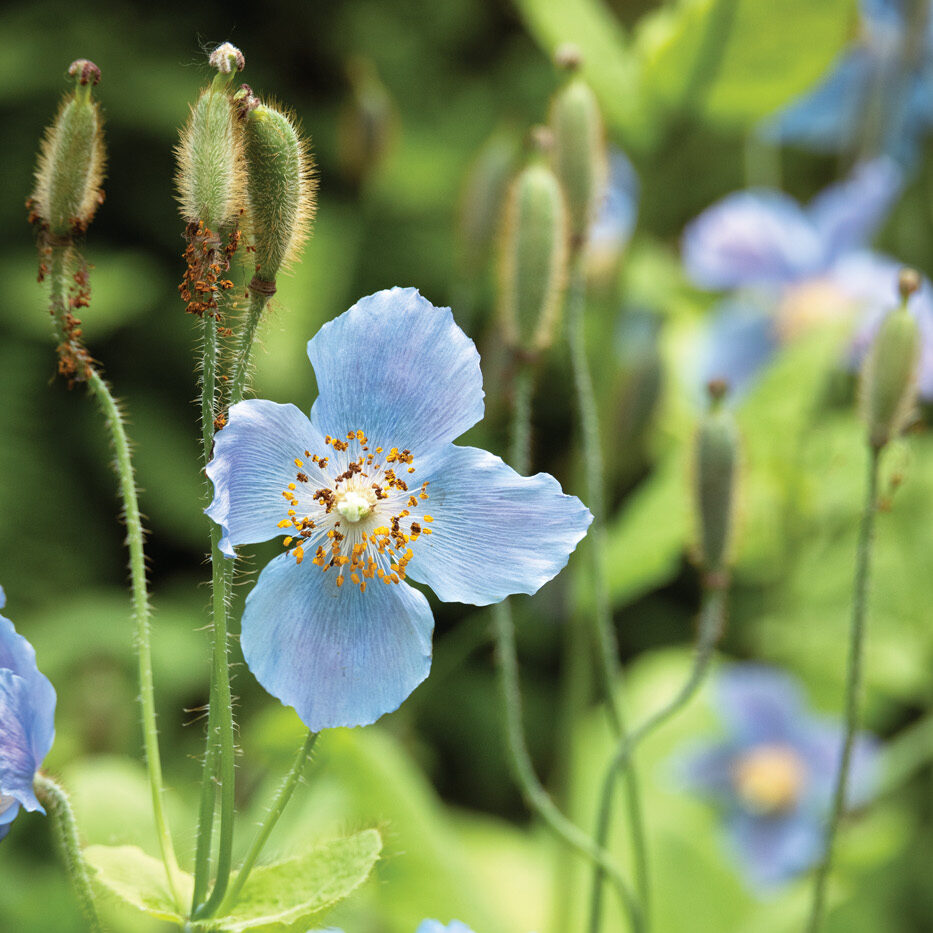 Meconopsis x sheldonii 'Lingholm' photo by DoreenWynja.com