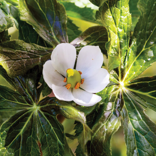 Sinopodophyllum hexandrum (Royle) in bloom