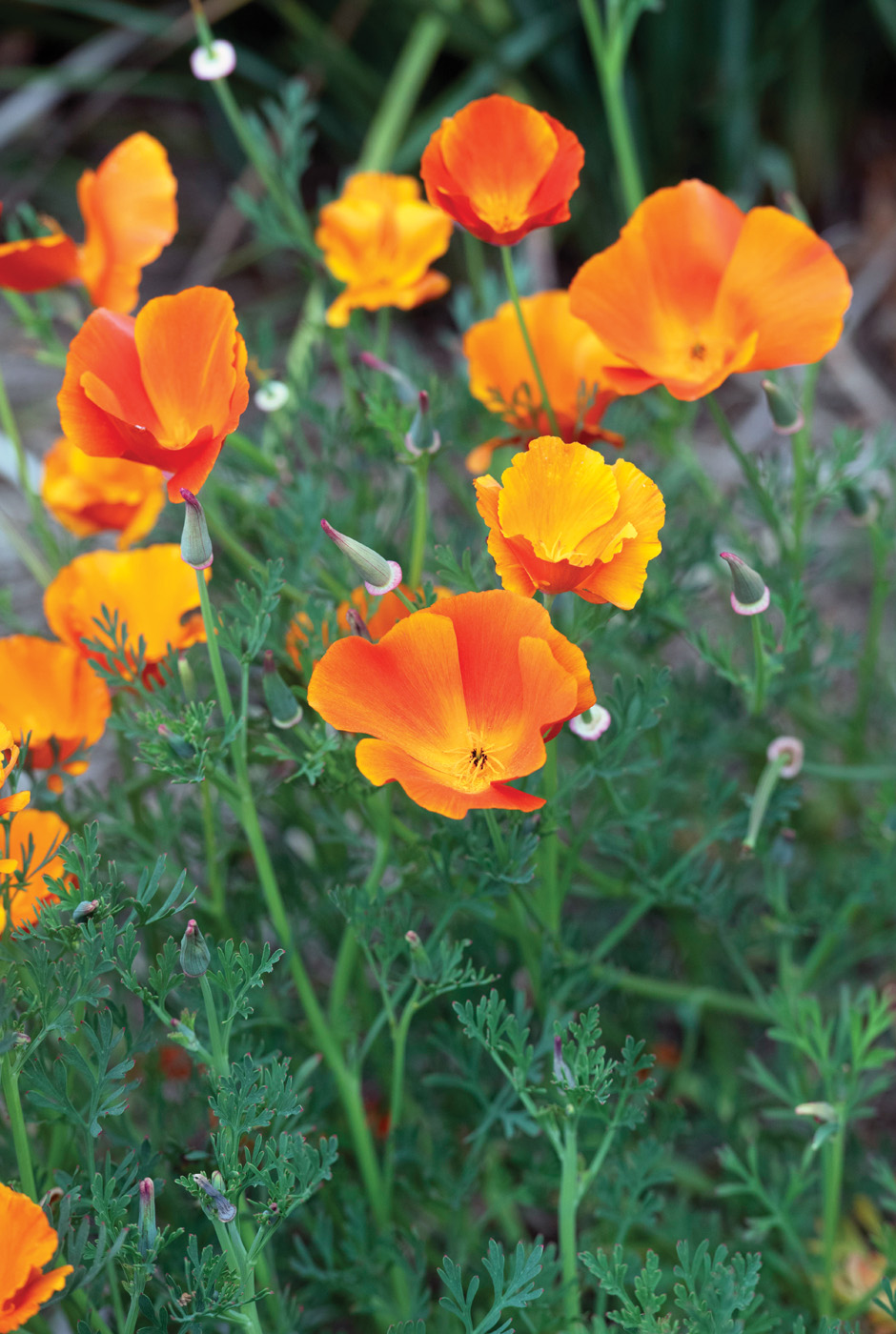 Eschscholzia californica 'Mikado' - California Poppy