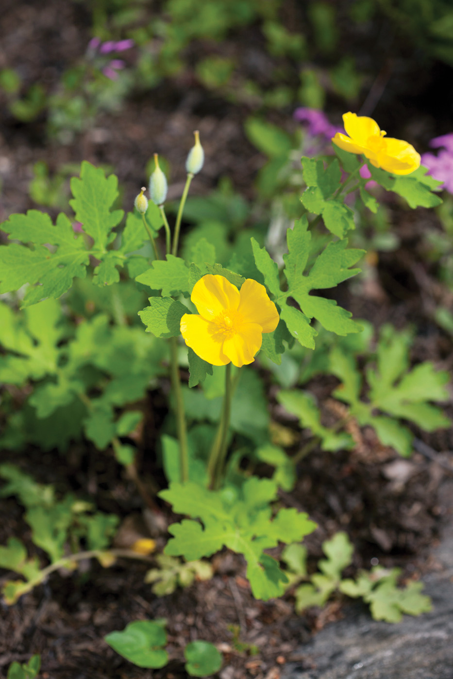 Stylophorum.diphyllum courtesy of New York Botanical Garden