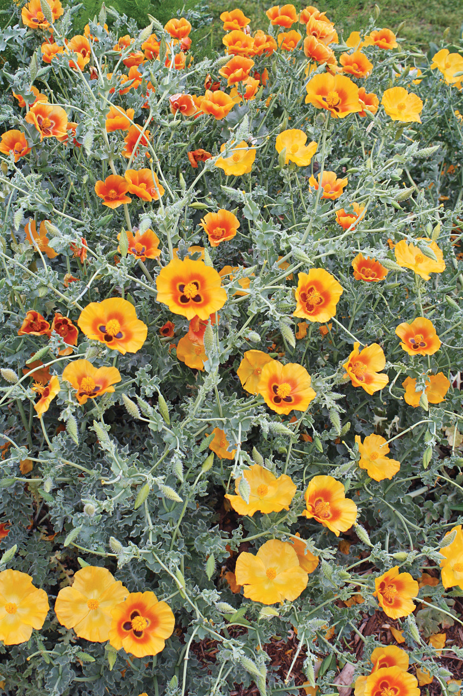 Glaucium grandiflorum photo courtesy of Plant Delights Nursery