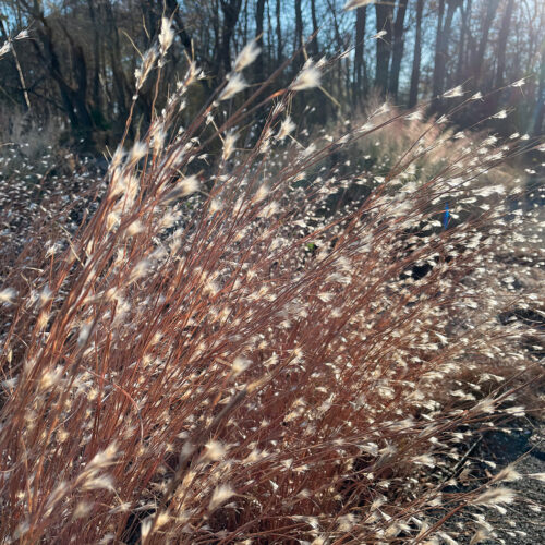 Andropogon ternarius 'Black Mountain'