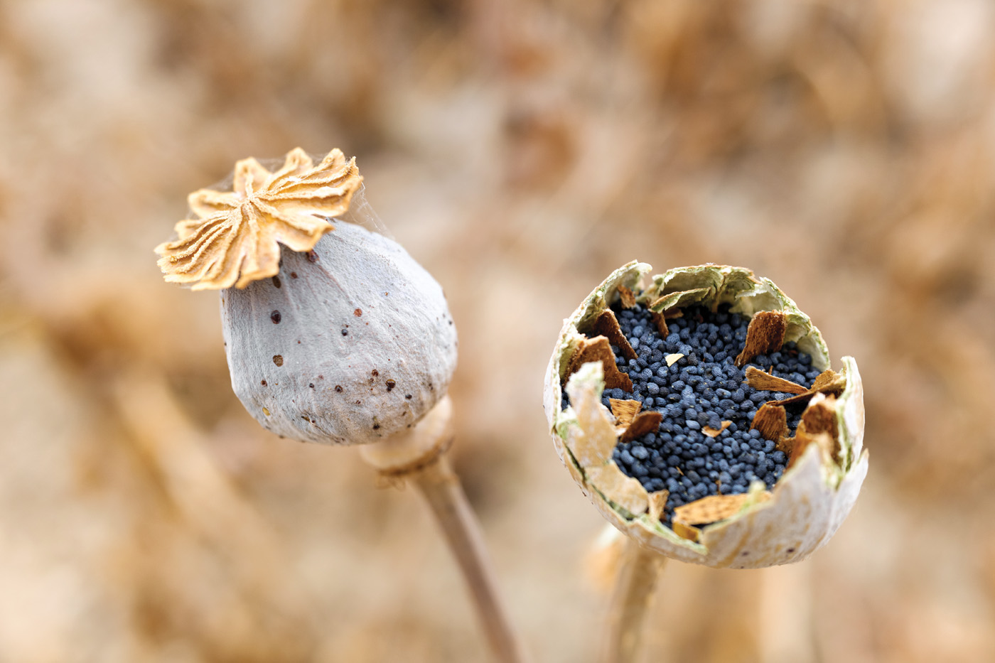 Poppy seeds inside the flowering plant 