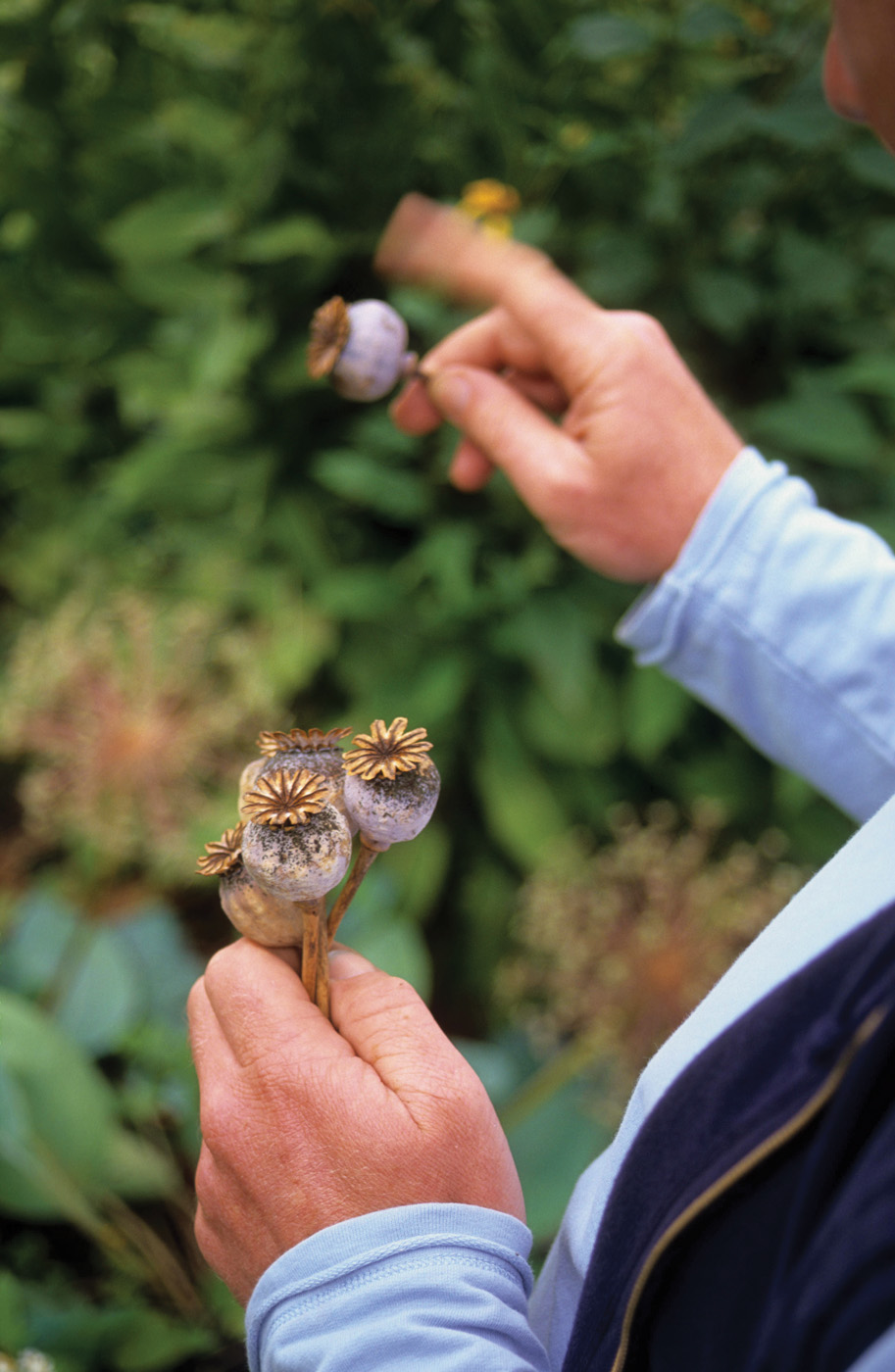 Scattering seeds from Papaver somniferum
