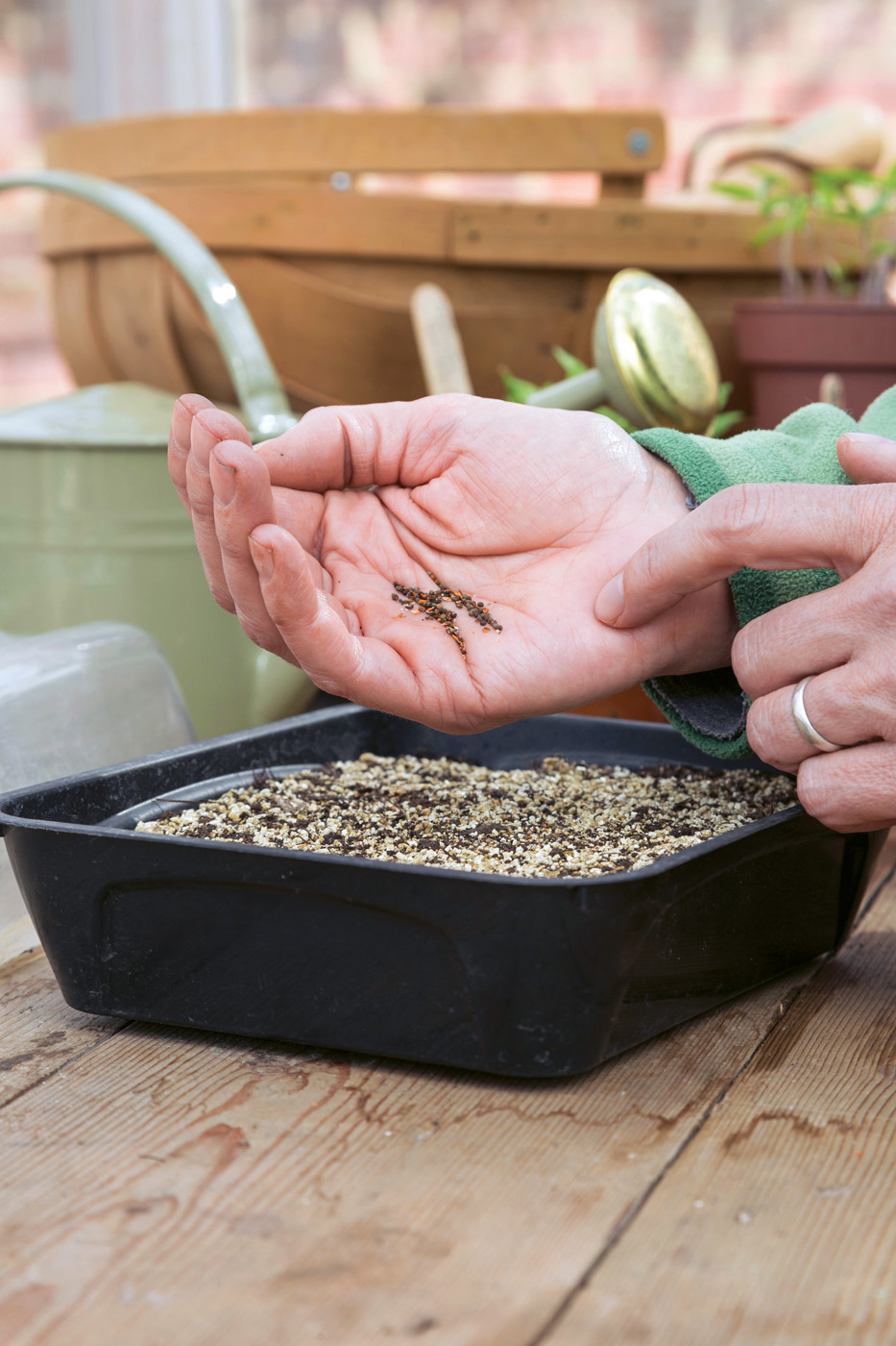 Sowing poppy seeds indoors