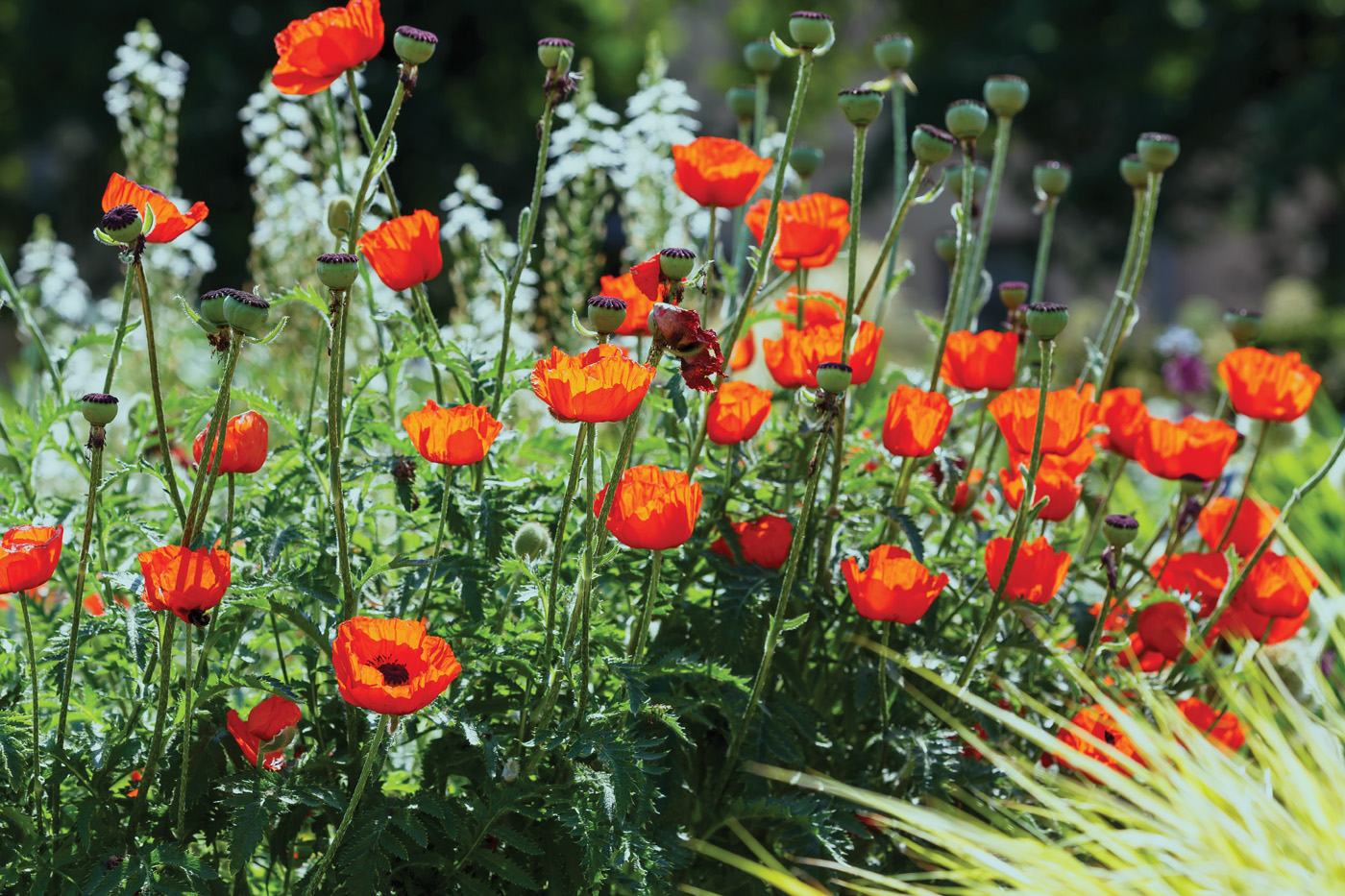 Oriental poppy flower