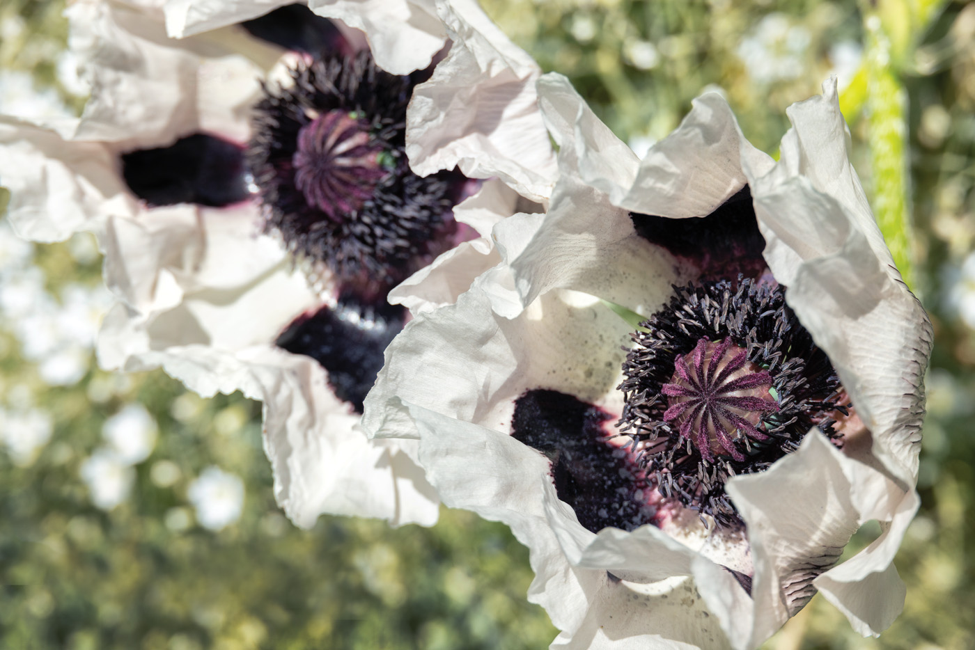 Papaver oriental 'Royal Wedding' 