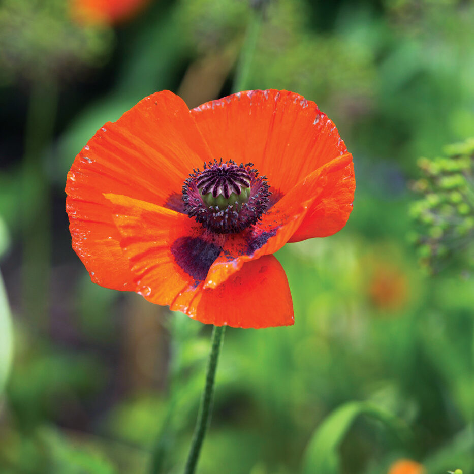 Papaver orientale Prince of Orange Courtesy New York Botanical Garden