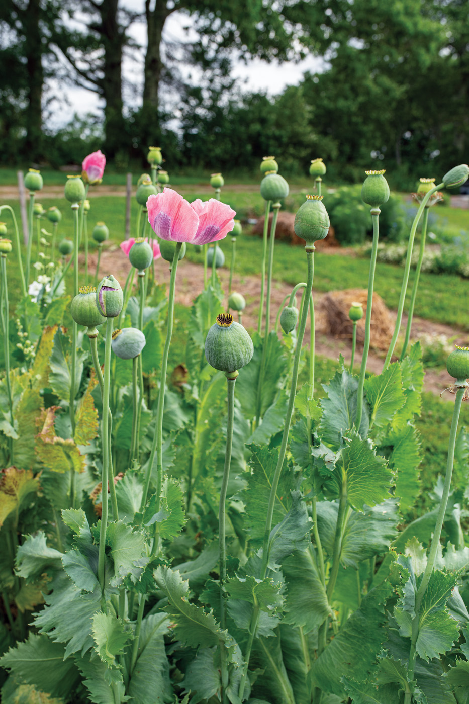 Papaver somniferum Poppy Bowling Ball