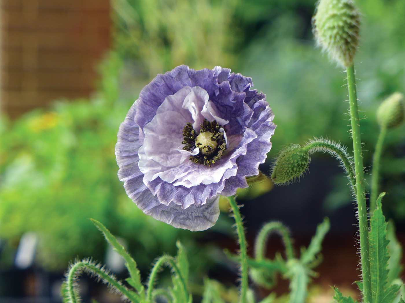 Papaver rhoeas Amazing Grey photo by millettephotomedia.com