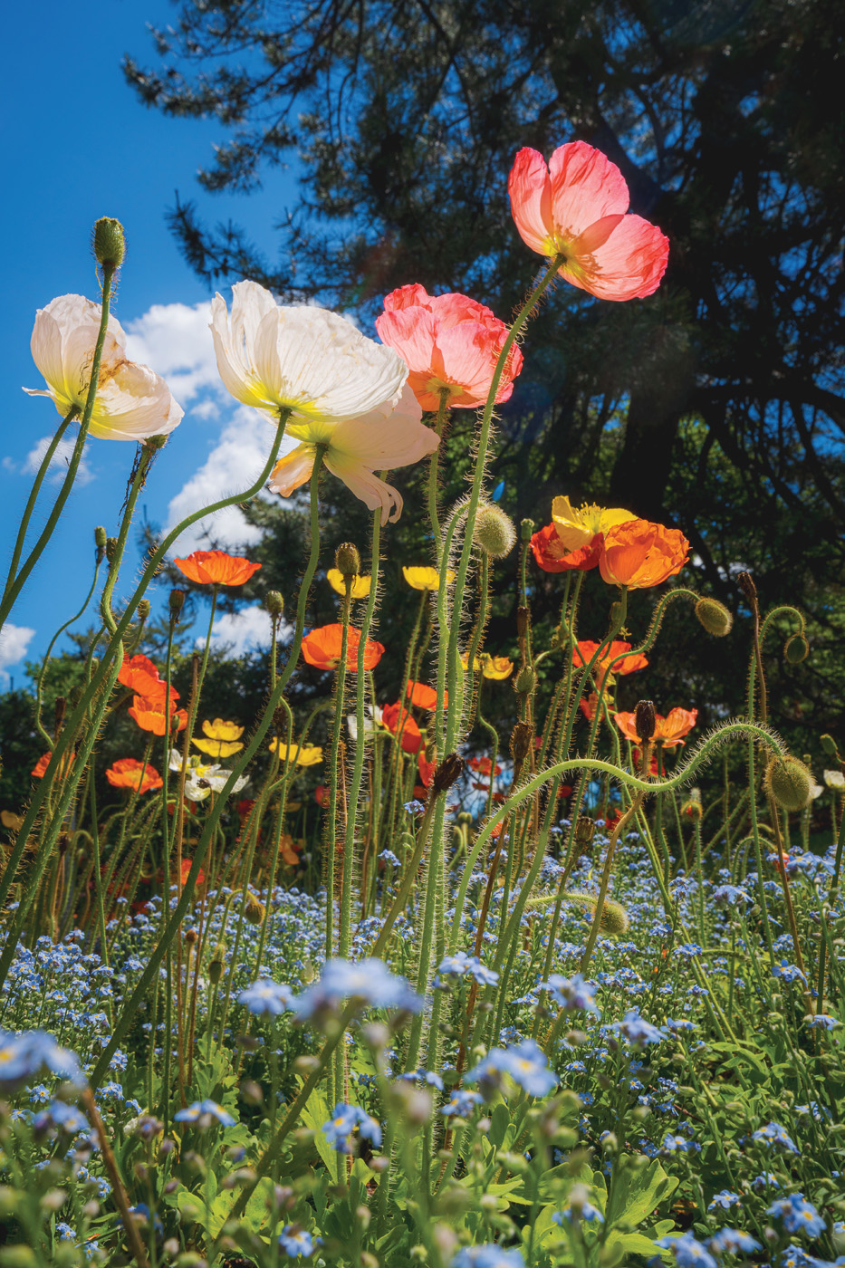 Champagne.Bubbles iceland poppies