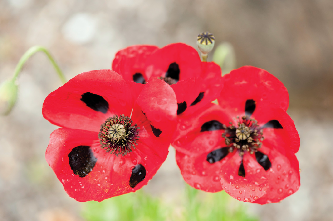 red and black blooms of Ladybird scarlet poppy 