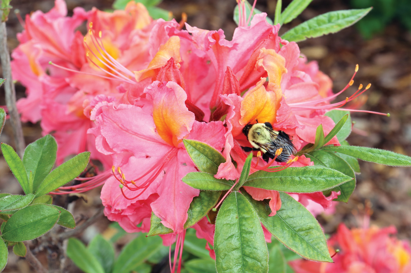 Azalea Sweet Reward Coral courtesy of Proven Winners ColorChoice Flowering Shrubs