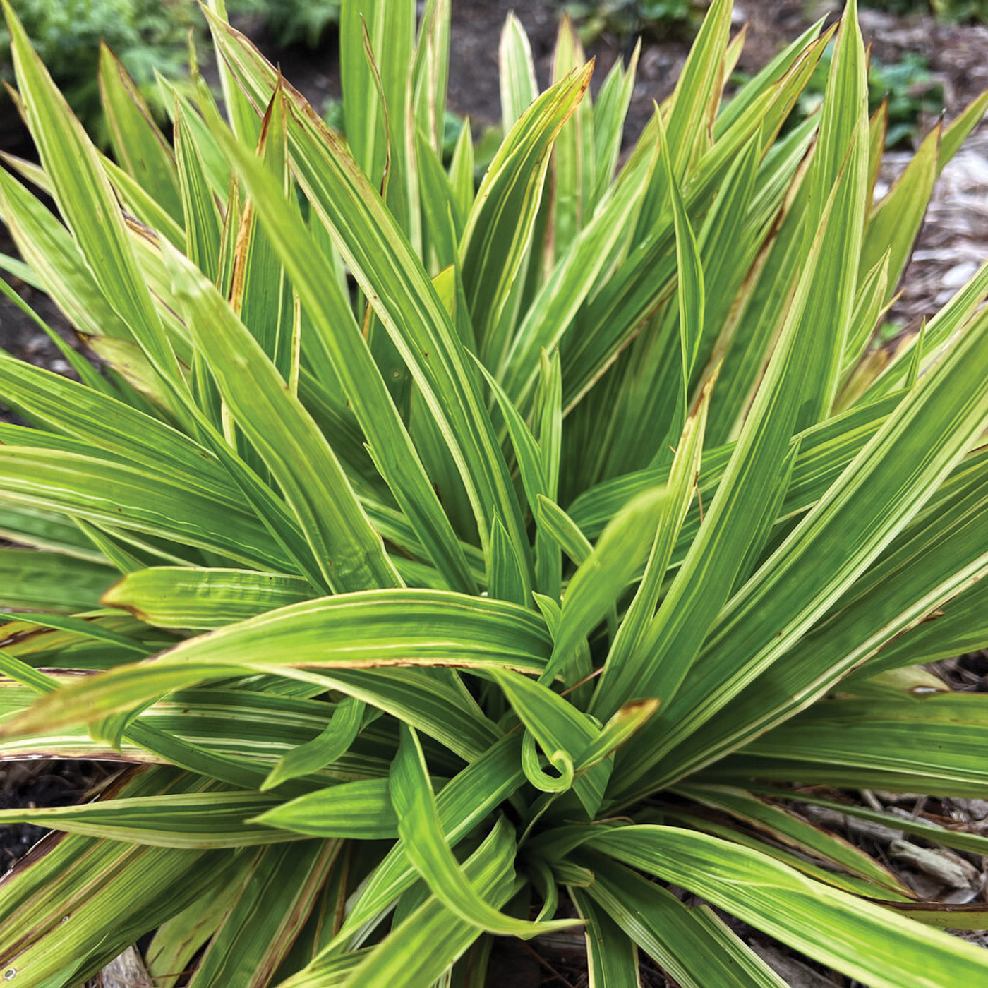 carex shade fanfare 