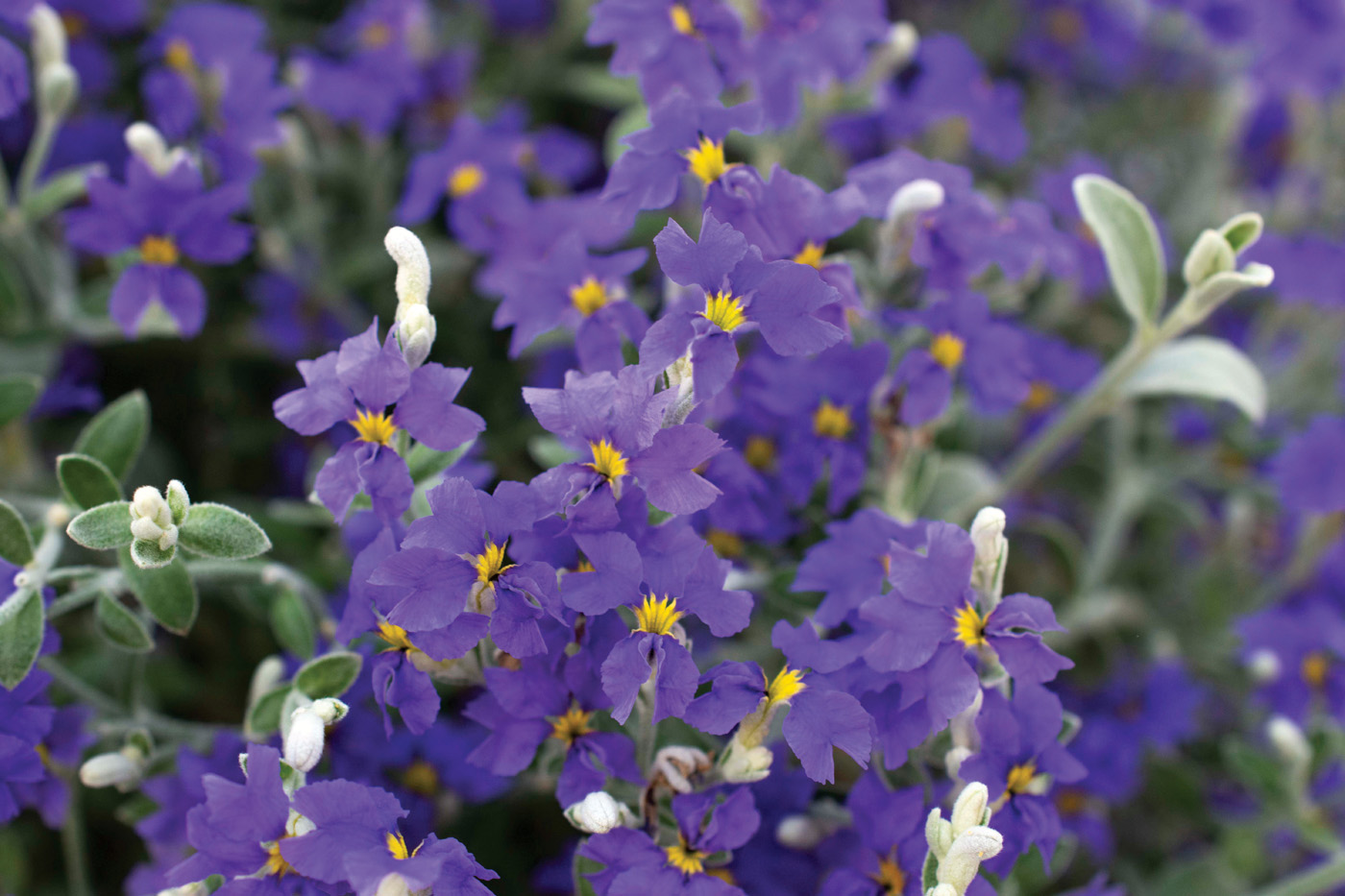 Dampiera photo courtesy of Star Roses and Plants