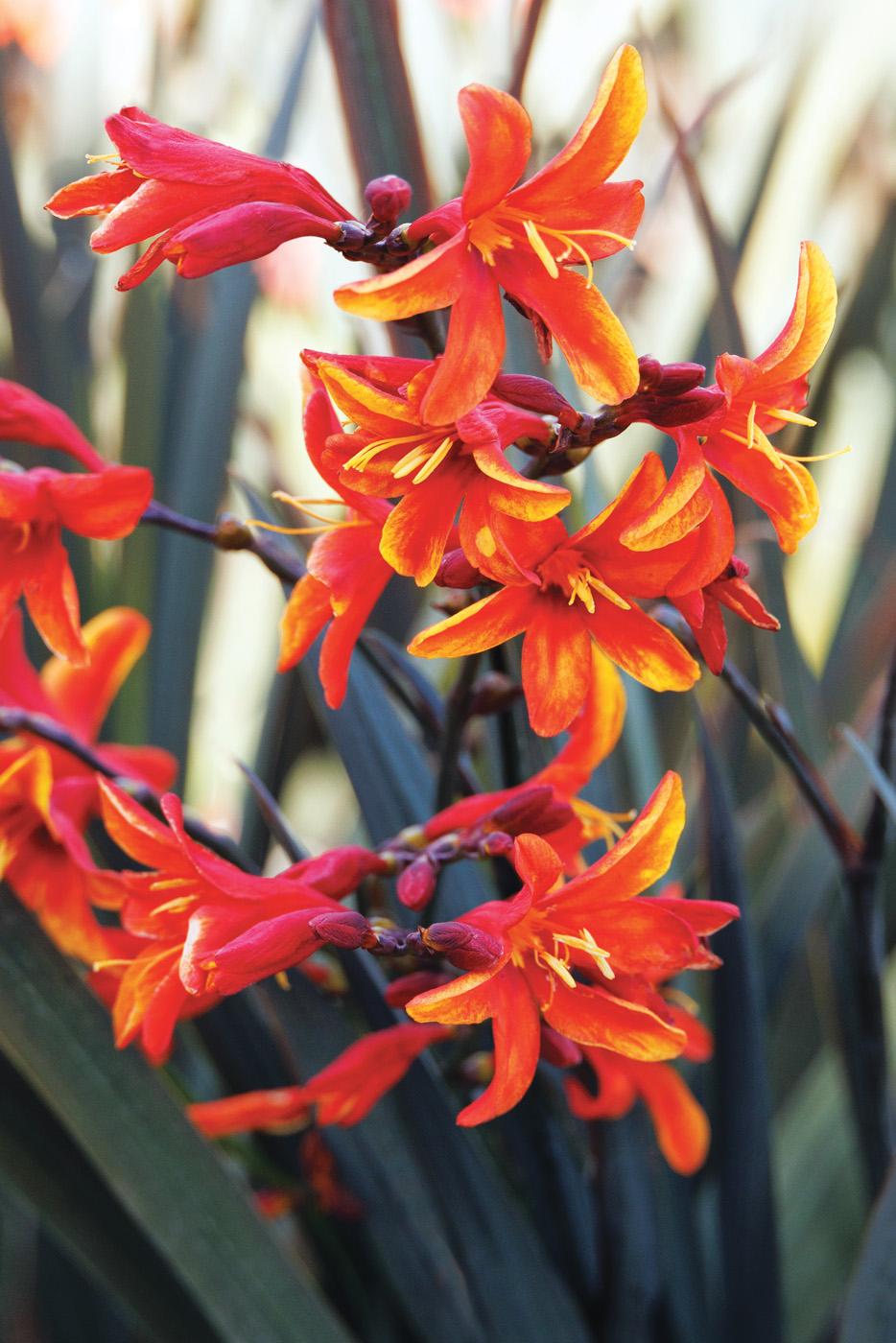 Dark Fire Montbretia photo Monrovia.com by Doreen Wynja