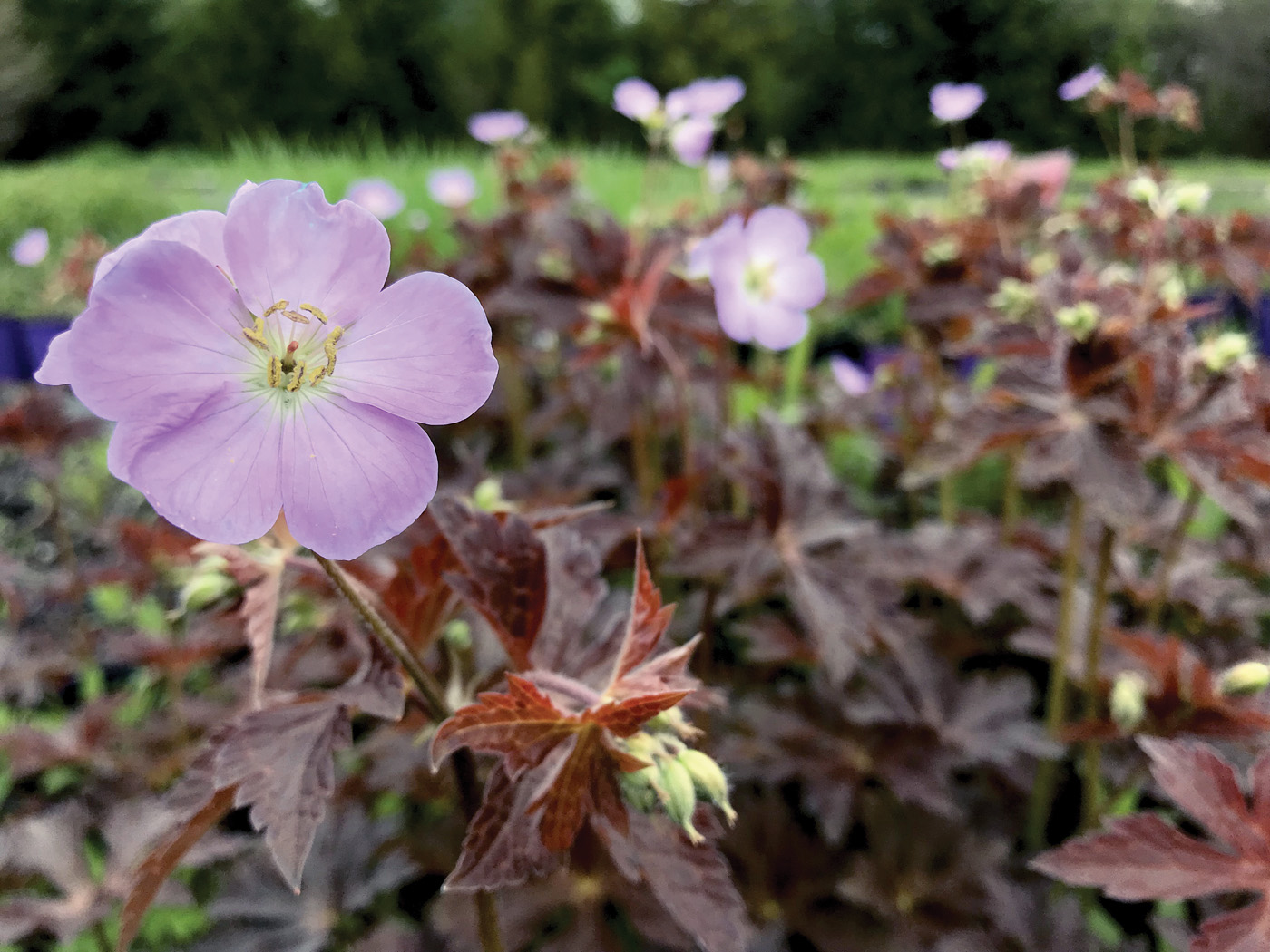 Geranium Huggy Bear photo courtesy of Intrinsic Perennials