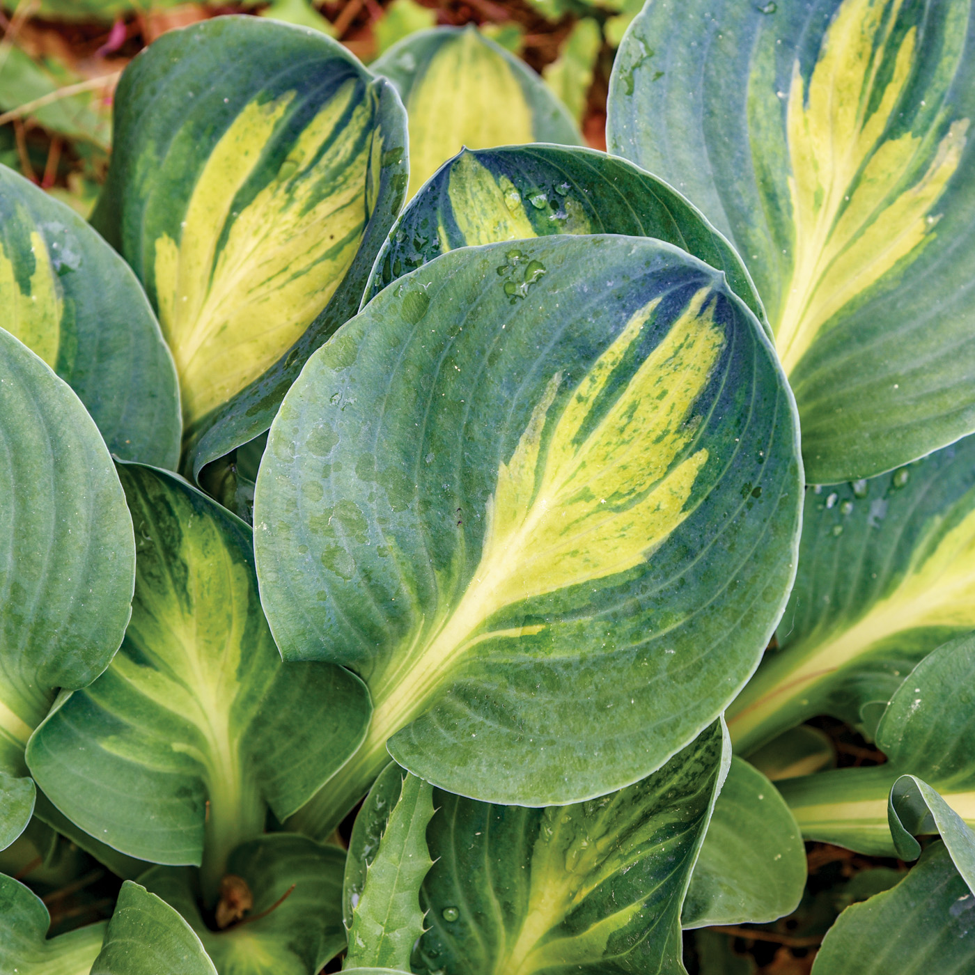 Hosta 'Mouseketeer' photo courtesy of Walters Gardens Inc