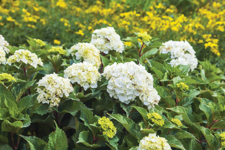 The Best New Plants for 2026 - Fine Gardening