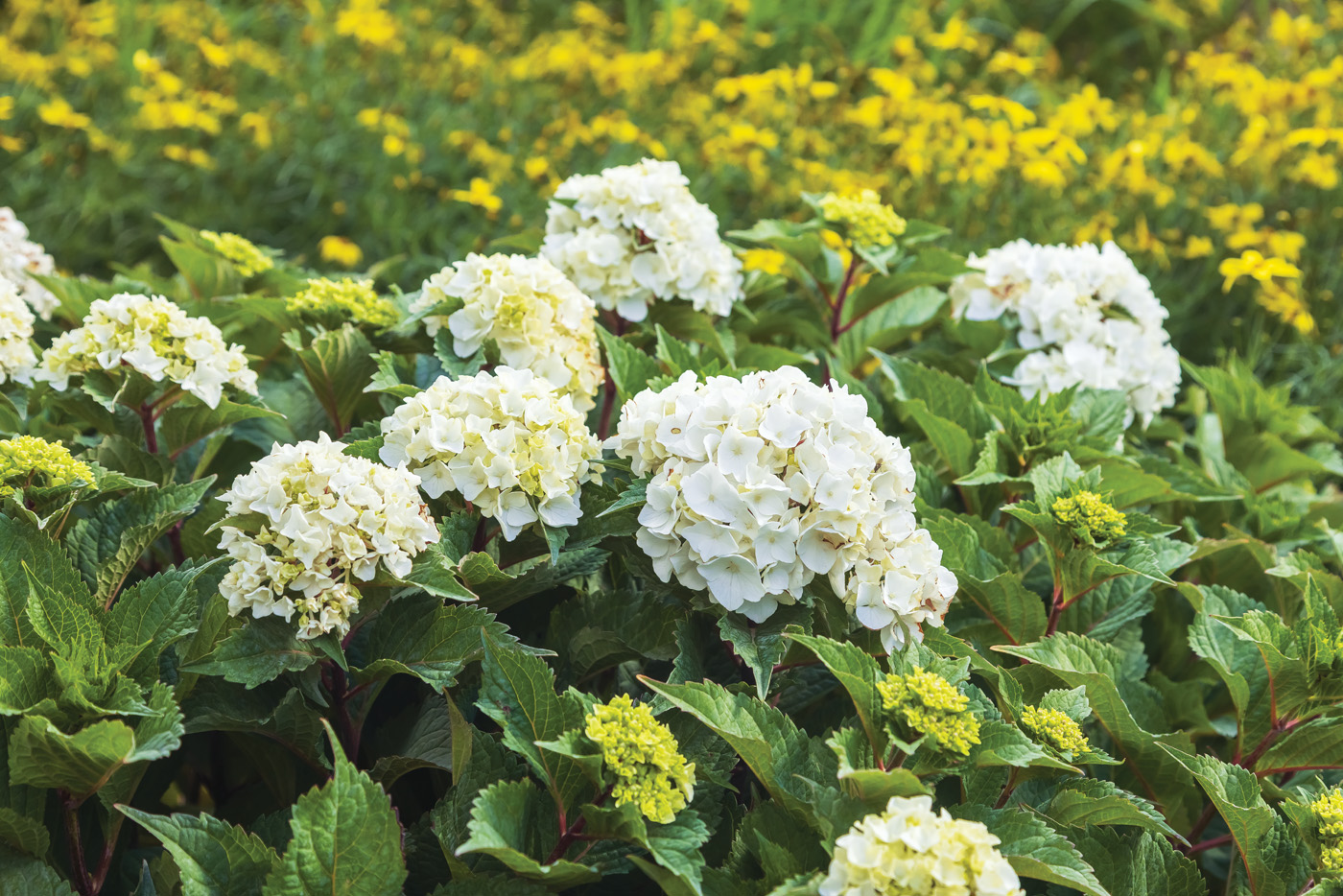 DreamCloud Endless Summer Hydrangeas