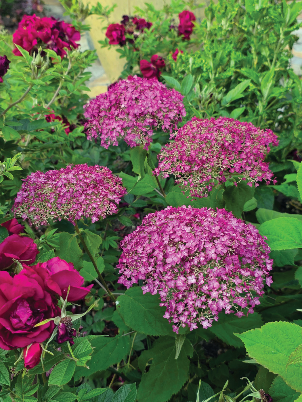 Hydrangea Candybelle Winegum photo courtesy of Concept Plants