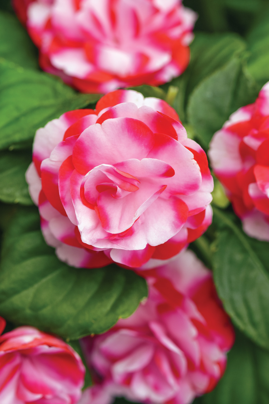 Impatiens Glimmer Strawberry Sparkler_IMP24-32079_CC2_Glimmer Strawberry Sparkler Double Impatiens