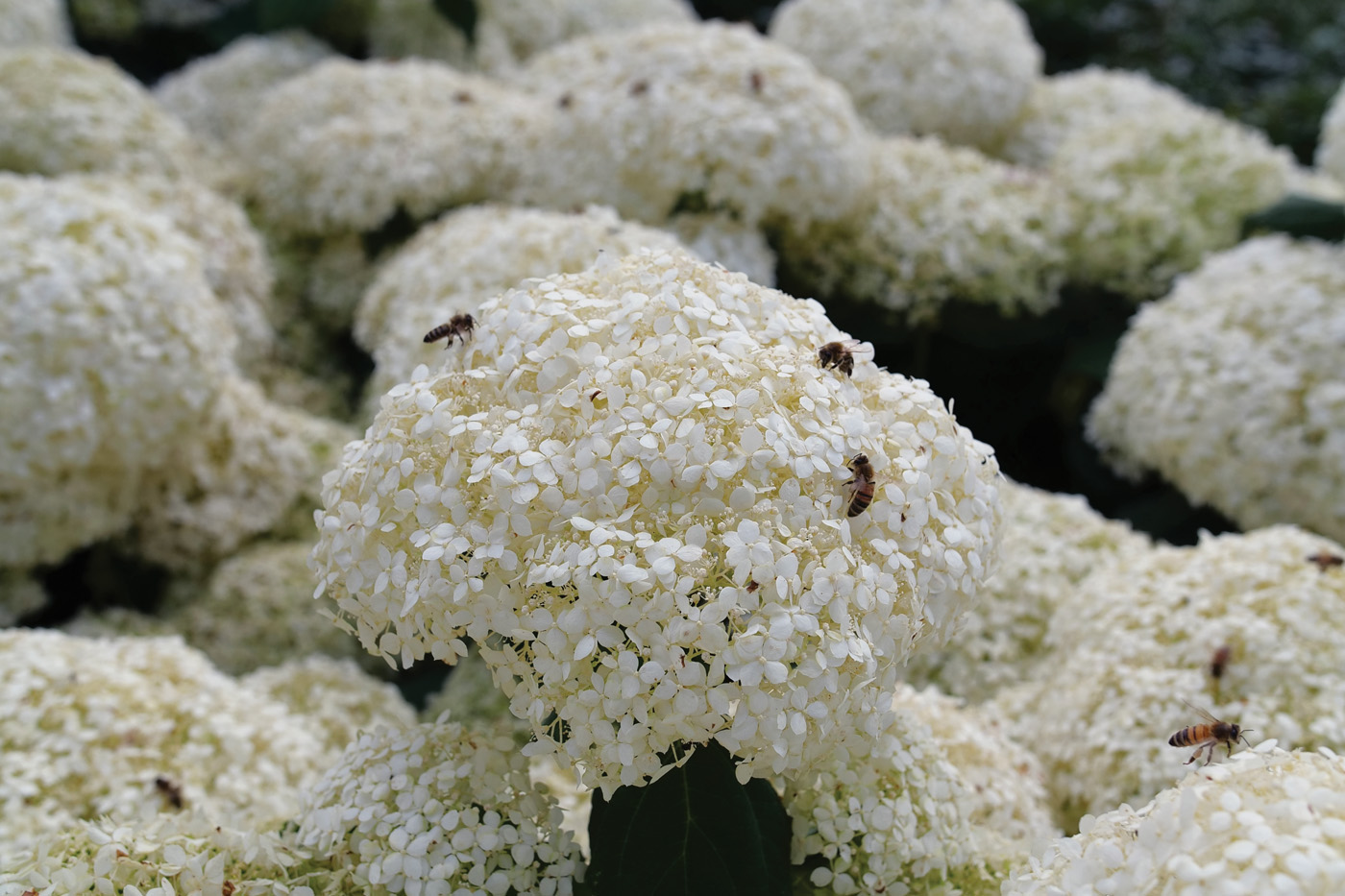 Incrediball Storm Proof courtesy of Proven Winners ColorChoice Flowering Shrubs