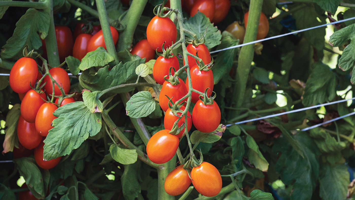 Mimosa tomto courtesy of Johnny’s Selected Seeds