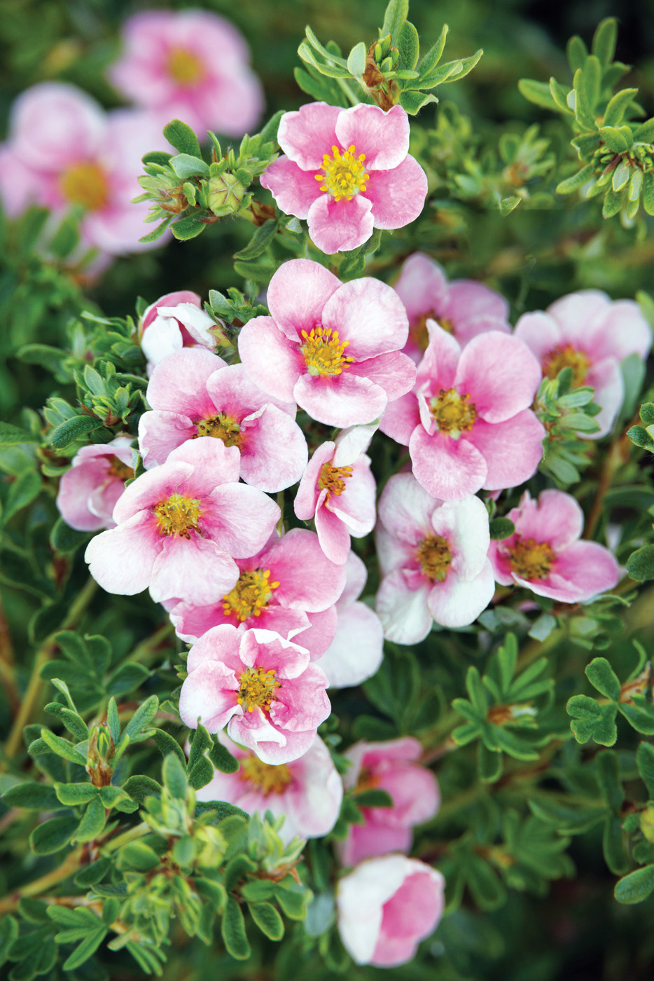 Monrovia Pink N' Pretty Potentilla photo by Monrovia.com by Doreen Wynja