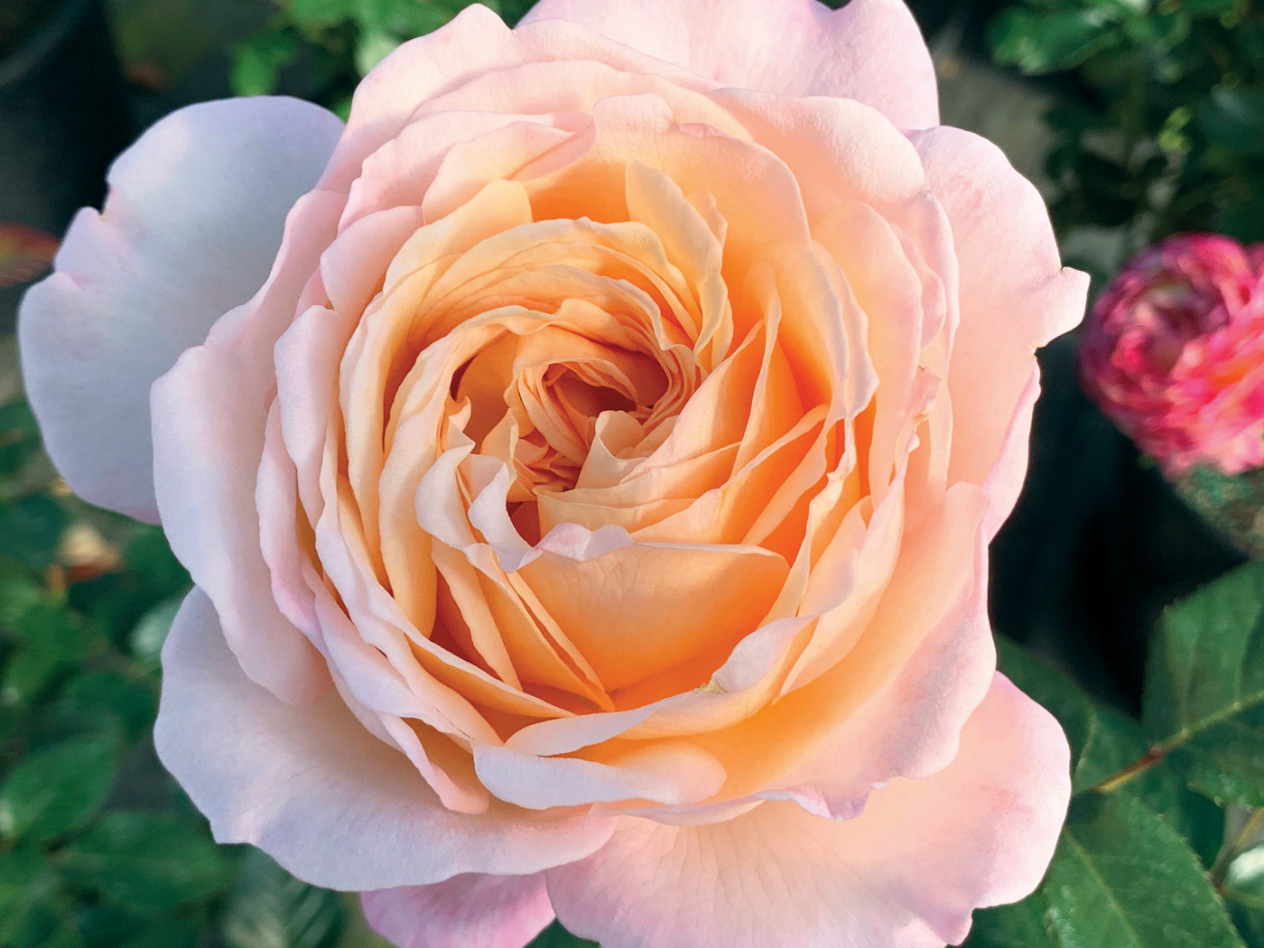 ParfumaSunrise Bloom photo courtesy of Star Roses and Plants