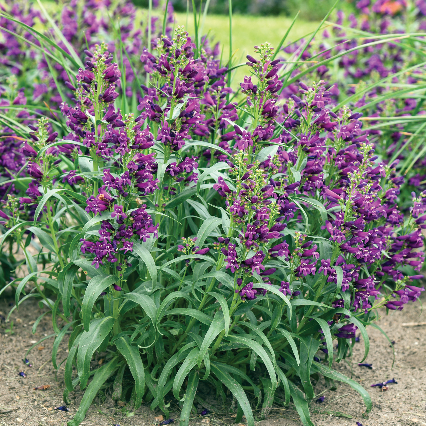 Penstemon barbatus Dark Amethyst courtesy of Walters Gardens