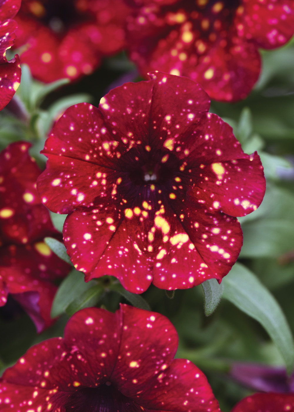 Petunia Main Stage Burgundy Star 