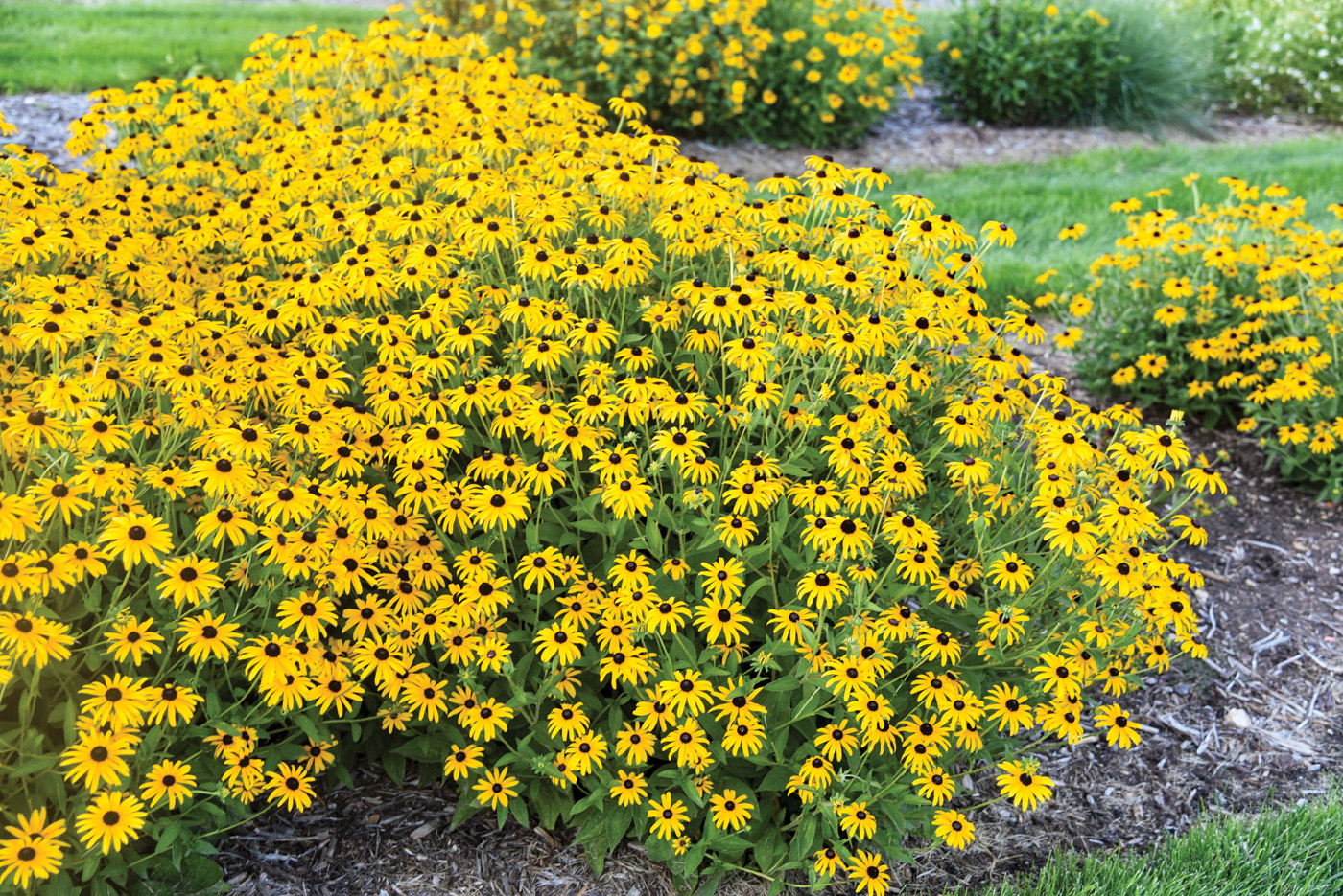 Rudbeckia Treasure Trove Courtesy Proven Winners Perennials