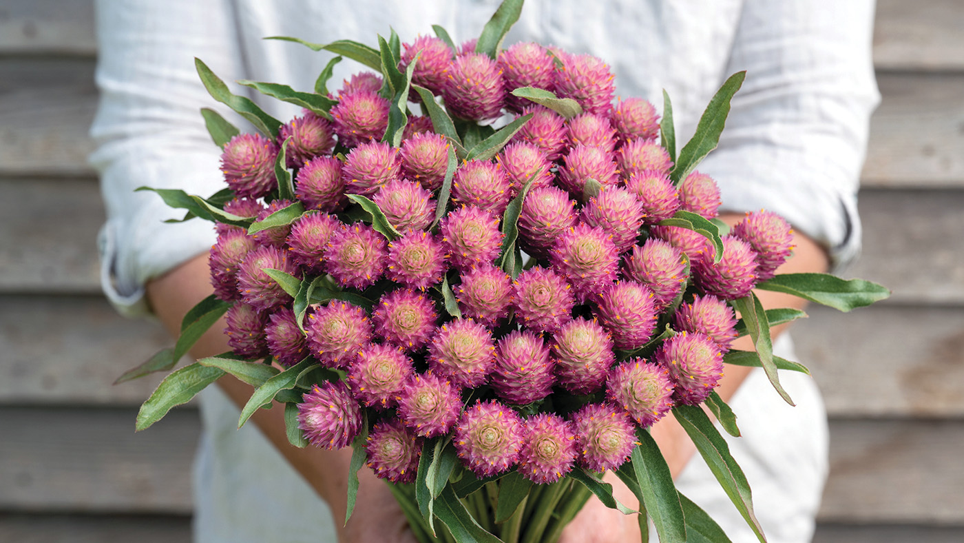 Sequin gomphrena Courtesy Johnny’s Selected Seeds
