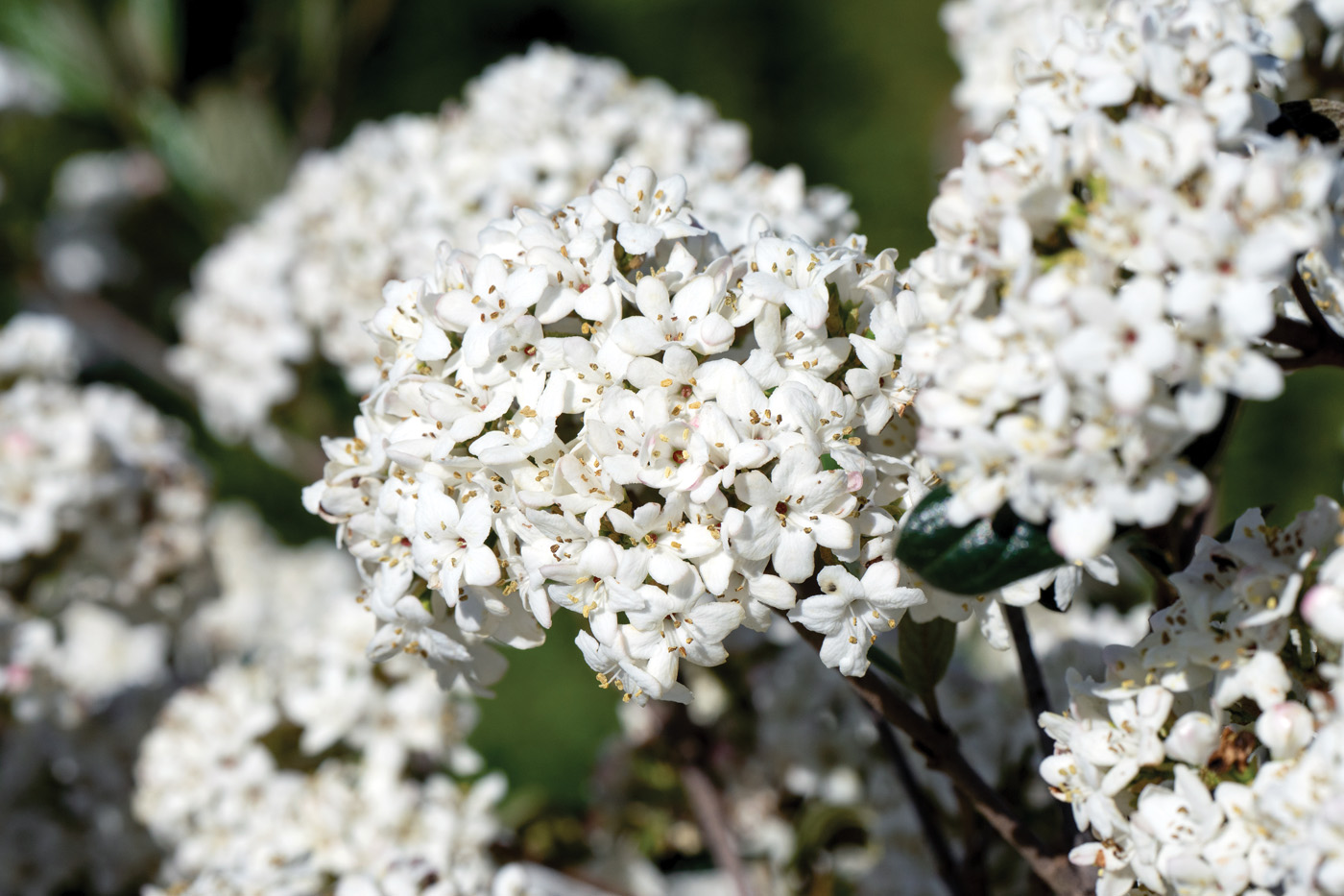 VibPOWfume courtesy of First Editions Shrubs & Trees