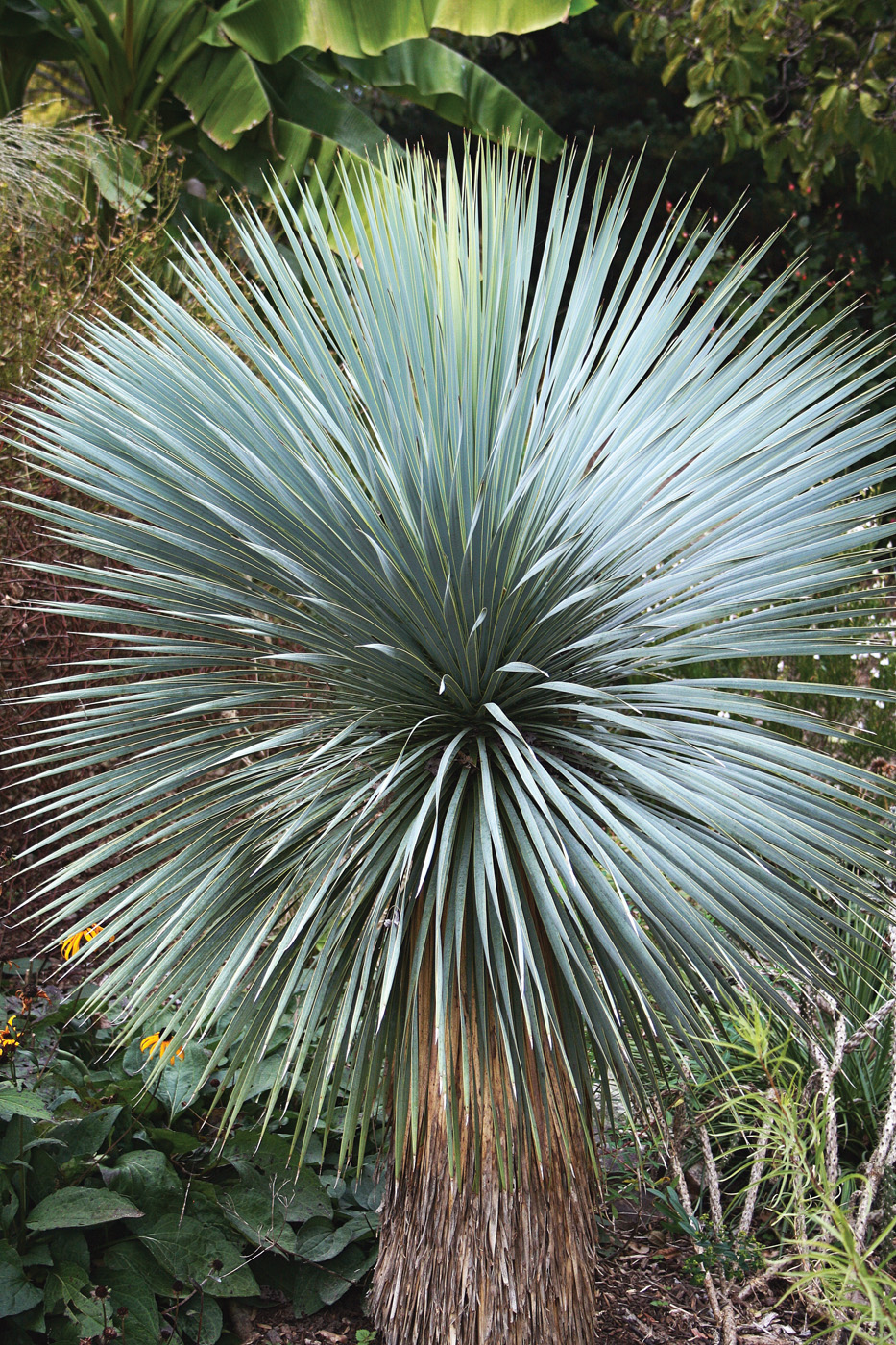 Yucca rostrata 'Blue-haired Lady' photo courtesy Plant Delights
