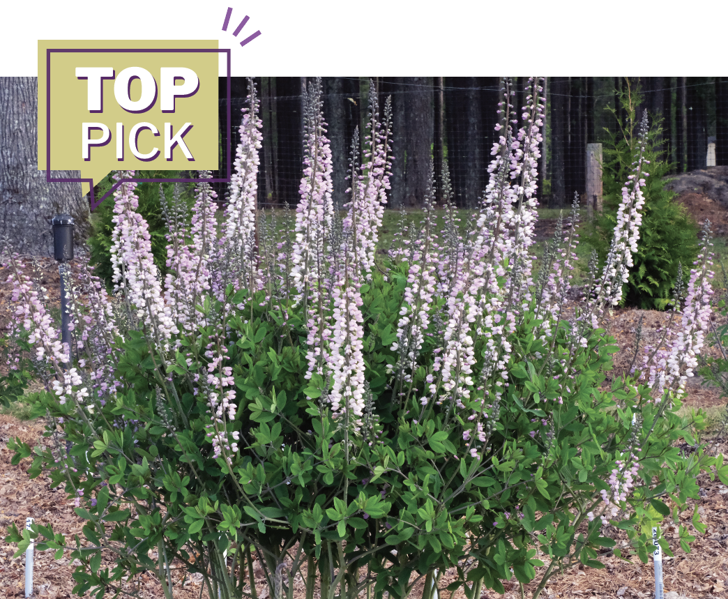Lavendar Towers Baptisia photo courtesy of Plant Delights Nursery