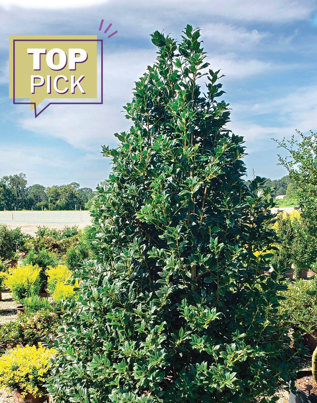 Holly Nelliet Photo courtesy of Southern living and Sunset Plant Collections