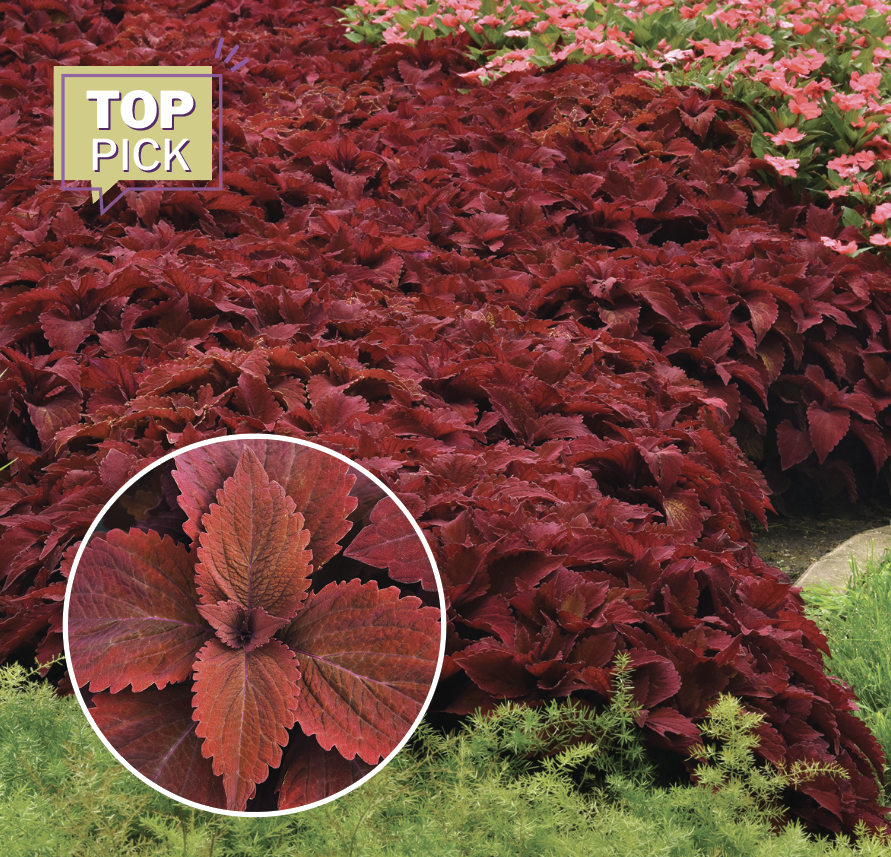 Premium Sun Sweet Paprika coleus