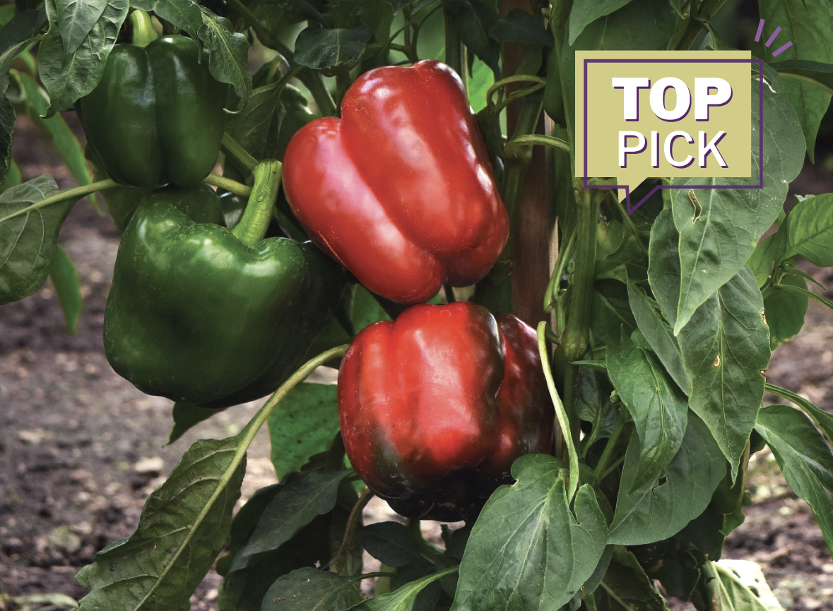 KickStart sweet bell peppers 