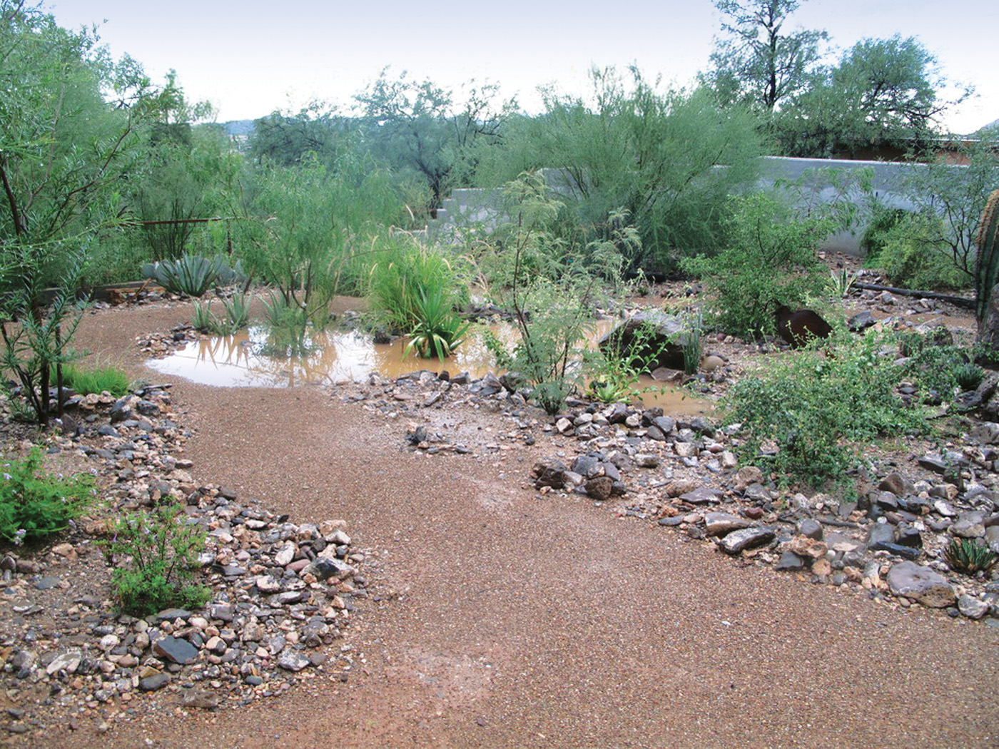 Catchments slowly soak water to root zone photo by Dan Johnson
